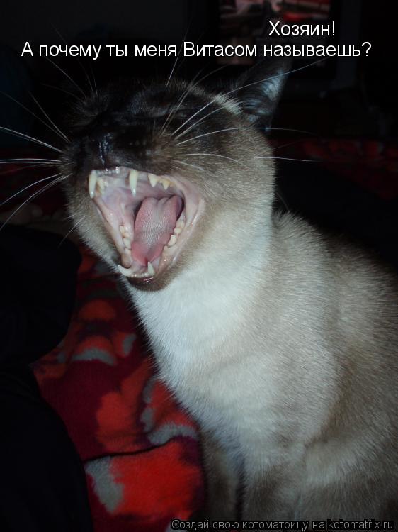 Котоматрица: Хозяин! А почему ты меня Витасом называешь?