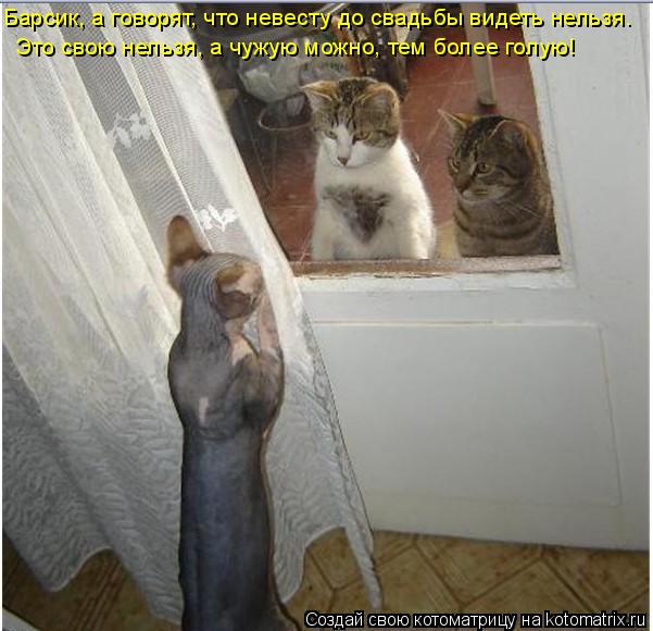Котоматрица: Барсик, а говорят, что невесту до свадьбы видеть нельзя. Это свою нельзя, а чужую можно, тем более голую!