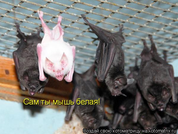 Котоматрица: Сам ты мышь белая!