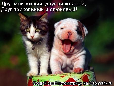 Друг мой милый, друг писклявый, Друг прикольный и слюнявый!... Котоматрица: Друг мой милый, друг писклявый, Друг прикольный и слюнявый!