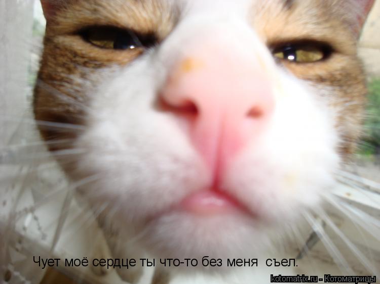 Котоматрица: Чует моё сердце ты что-то без меня  съел.