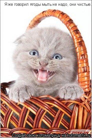 Котоматрица: Я же говорил ягоды мыть не надо, они чистые.