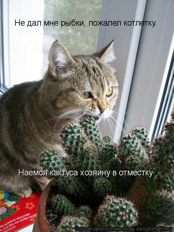 Котоматрица: Не дал мне рыбки, пожалел котлетку.  Наемся кактуса хозяину в отместку