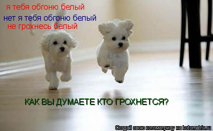 Котоматрица: я тебя обгоню белый нет я тебя обгоню белый не грохнесь белый КАК ВЫ ДУМАЕТЕ КТО ГРОХНЕТСЯ?