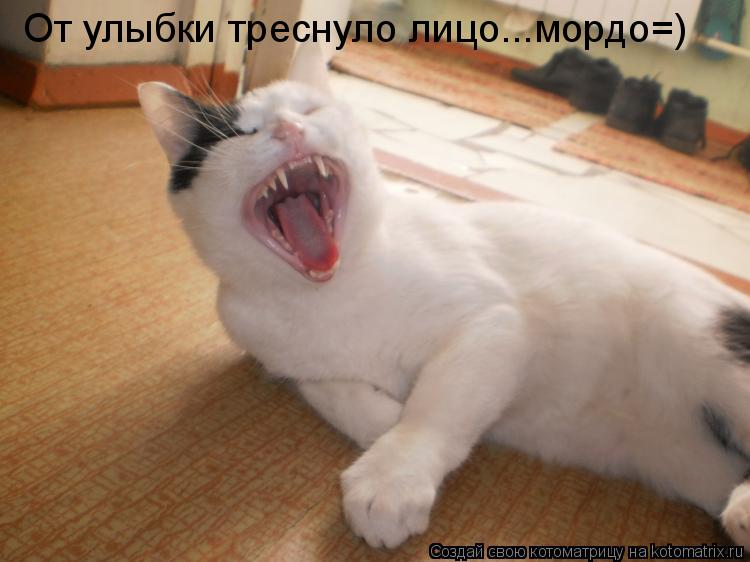 Котоматрица: От улыбки треснуло лицо...мордо=)