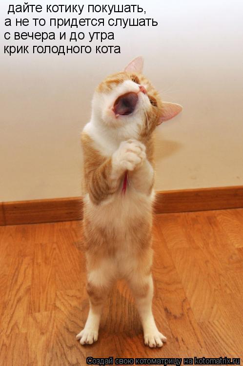 Котоматрица: дайте котику покушать, а не то придется слушать с вечера и до утра крик голодного кота