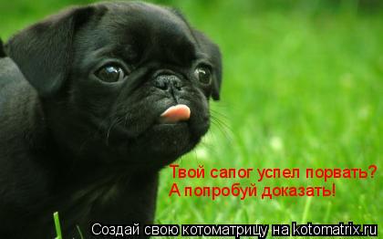 Твой сапог успел порвать? А попробуй доказать!... Котоматрица: Твой сапог успел порвать? А попробуй доказать!
