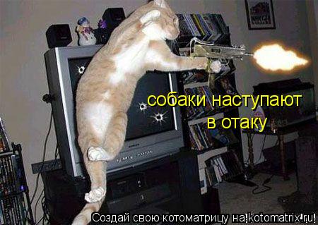 Котоматрица: собаки наступают в отаку