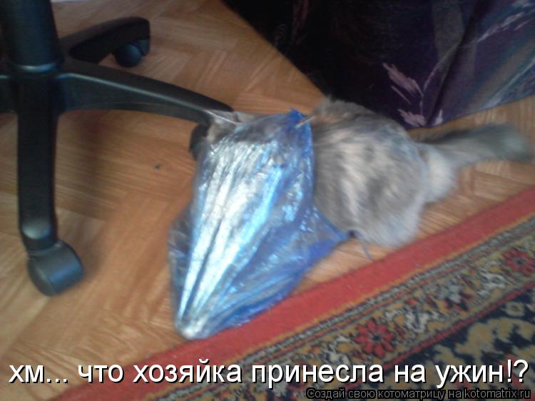 Котоматрица: хм... что хозяйка принесла на ужин!?