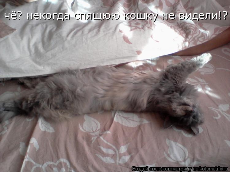 Котоматрица: чё? некогда спящюю кошку не видели!?