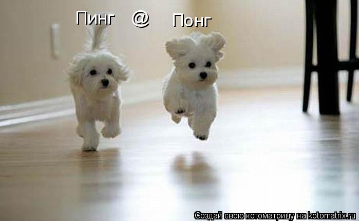 Котоматрица: Пинг @ Понг