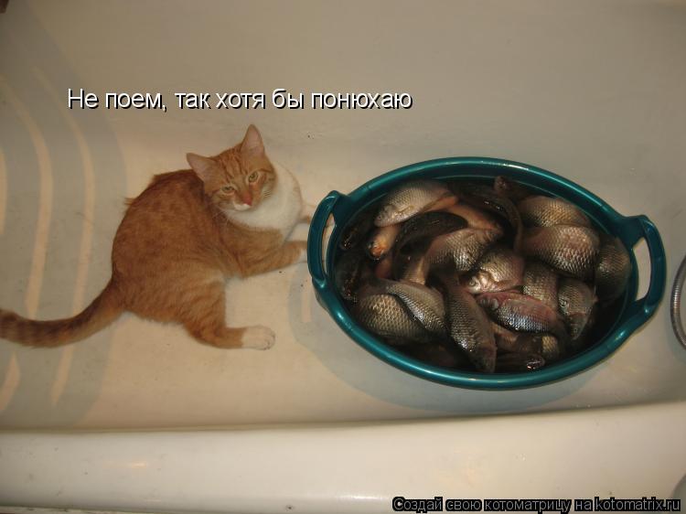 Котоматрица: Не поем, так хотя бы понюхаю
