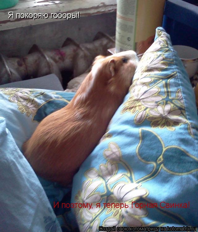 Котоматрица: Я покоряю гоооры!  И поэтому, я теперь Горная Свинка!