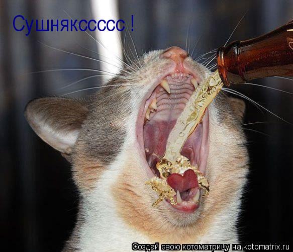 Котоматрица: Сушнякссссс !