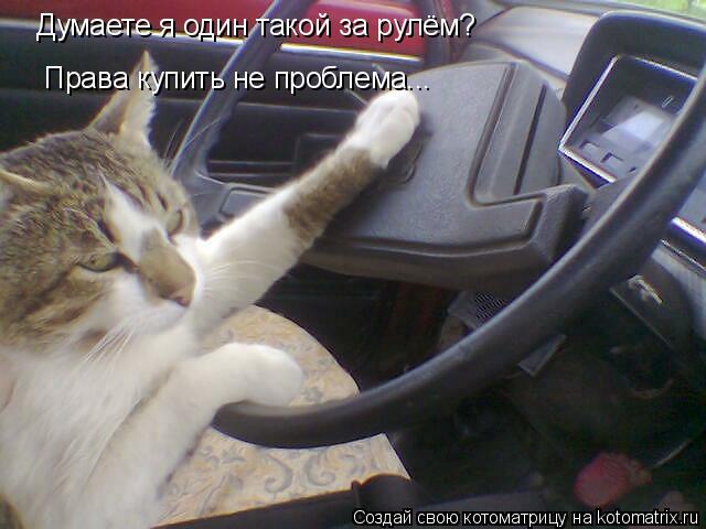 Котоматрица: Думаете я один такой за рулём? Права купить не проблема...