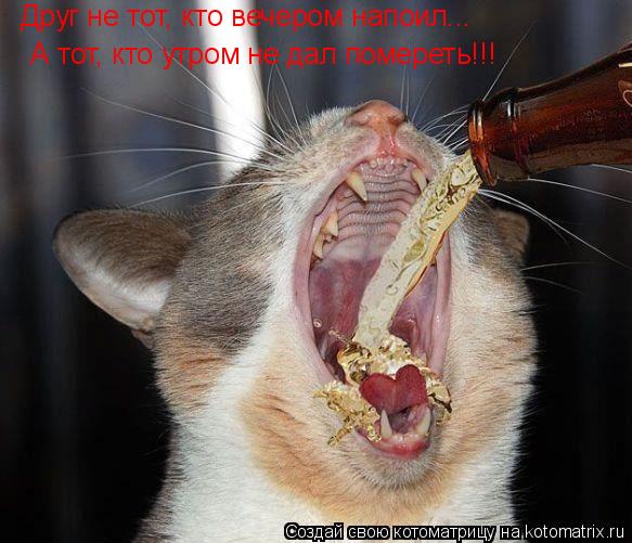 Котоматрица: Друг не тот, кто вечером напоил...  А тот, кто утром не дал помереть!!!