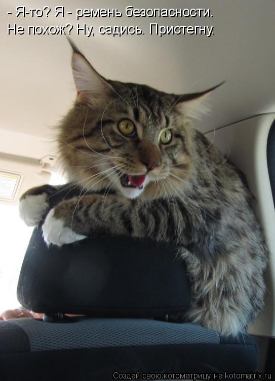 Котоматрица: - Я-то? Я - ремень безопасности. Не похож? Ну, садись. Пристегну.
