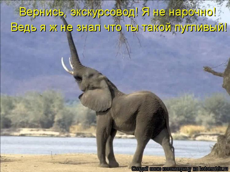Котоматрица: Вернись, экскурсовод! Я не нарочно! Ведь я ж не знал что ты такой пугливый!