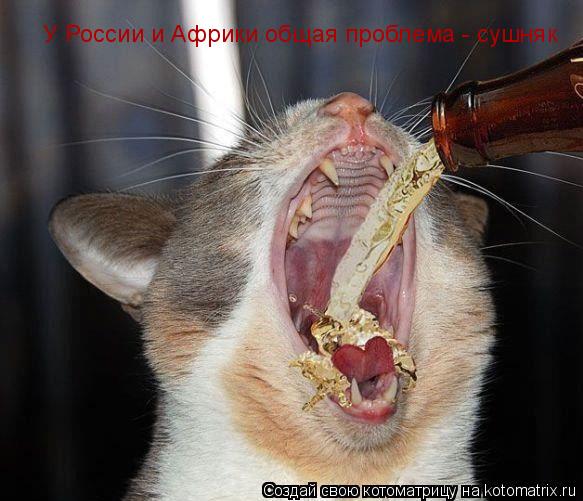 Котоматрица: У России и Африки общая проблема - сушняк