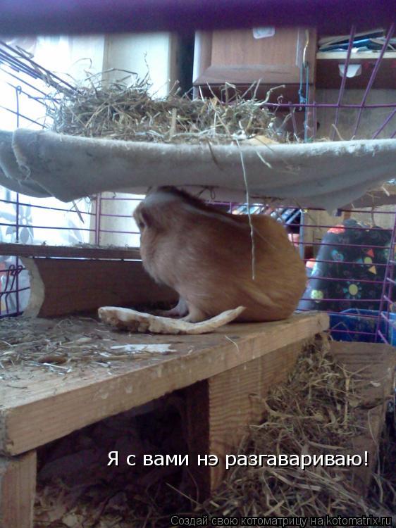 Котоматрица: Я с вами нэ разгавариваю!