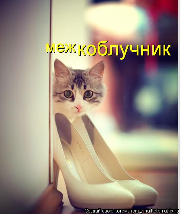 Котоматрица: меж коблучник