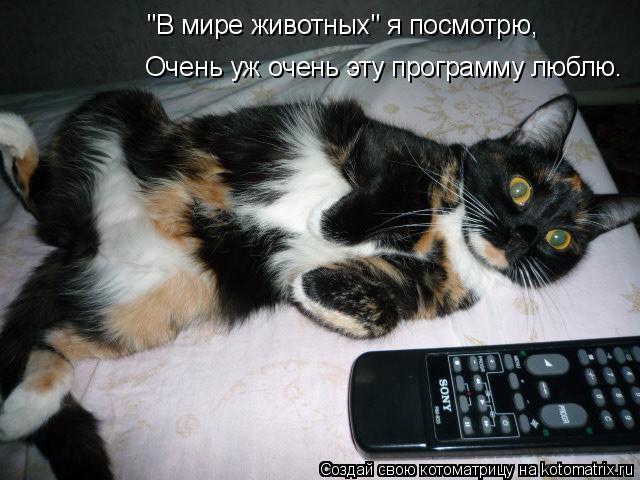 Котоматрица: "В мире животных" я посмотрю, Очень уж очень эту программу люблю.