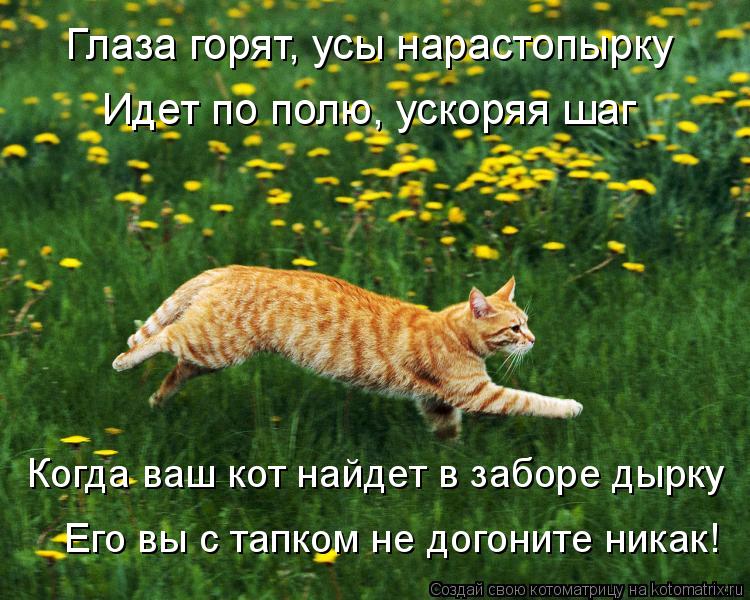 Котоматрица: Глаза горят, усы нарастопырку Идет по полю, ускоряя шаг Когда ваш кот найдет в заборе дырку Его вы с тапком не догоните никак!