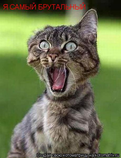 Котоматрица: Я САМЫЙ БРУТАЛЬНЫЙ