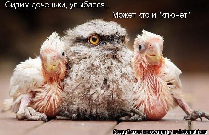 Котоматрица: Сидим доченьки, улыбаеся.. Может кто и "клюнет".