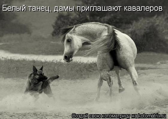 Котоматрица: Белый танец, дамы приглашают кавалеров