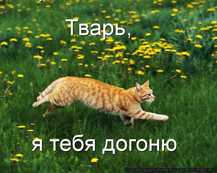Котоматрица: Тварь, Тварь, я  Тварь, я тебя догоню