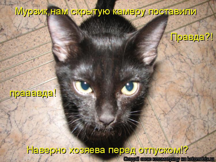 Котоматрица: Мурзик,нам скрытую камеру поставили Правда?! прааавда! Наверно хозяева перед отпуском!?