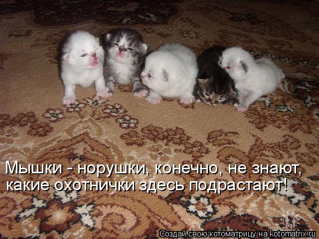 Котоматрица: Мышки - норушки, конечно, не знают, какие охотнички здесь подрастают!