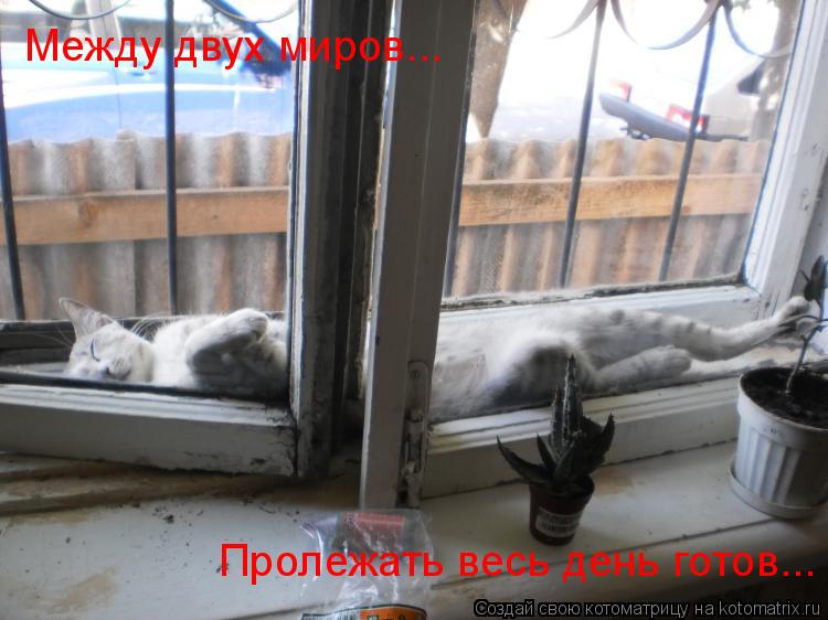 Котоматрица: Между двух миров... Пролежать весь день готов...