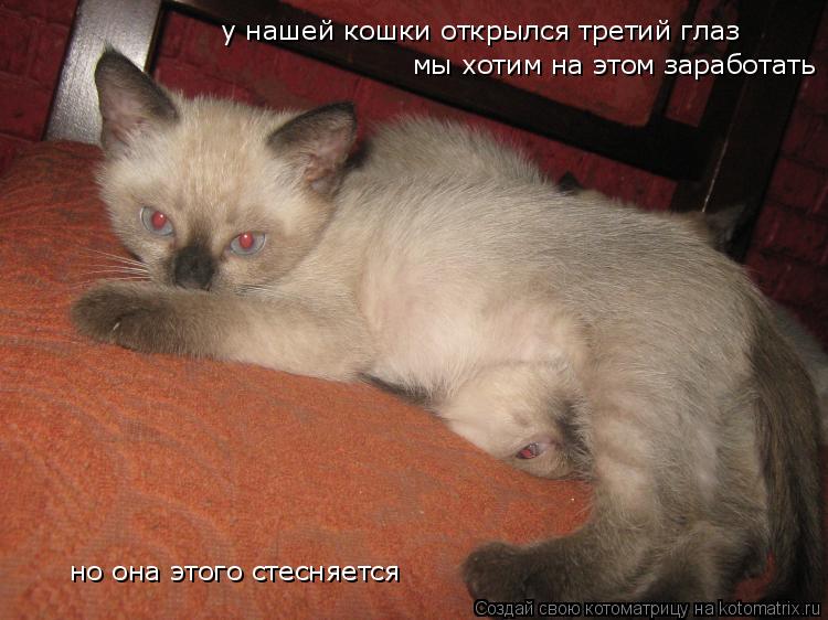Котоматрица: у нашей кошки открылся третий глаз мы хотим на этом заработать но она этого стесняется