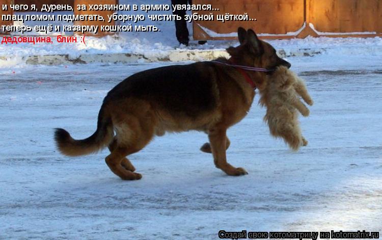 Котоматрица: и чего я, дурень, за хозяином в армию увязался... плац ломом подметать, уборную чистить зубной щёткой... теперь ещё и казарму кошкой мыть. тепе