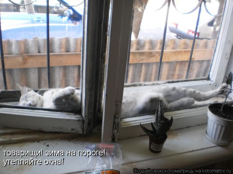 Котоматрица: товарищи! зима на пороге! утепляйте окна!