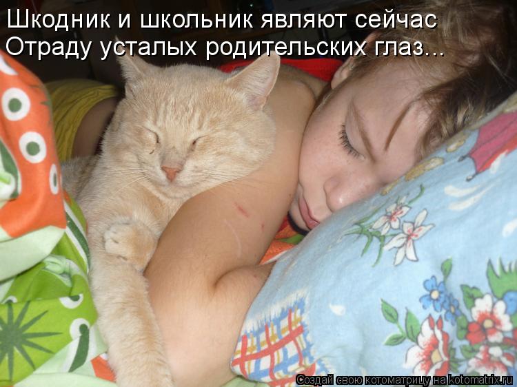 Котоматрица: Шкодник и школьник являют сейчас Отраду усталых родительских глаз...