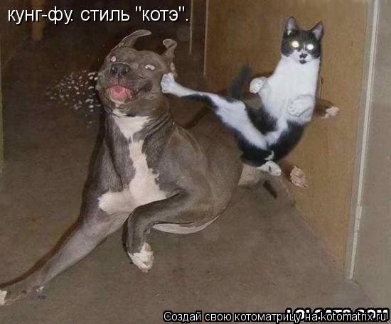 Котоматрица: кунг-фу. стиль "котэ".
