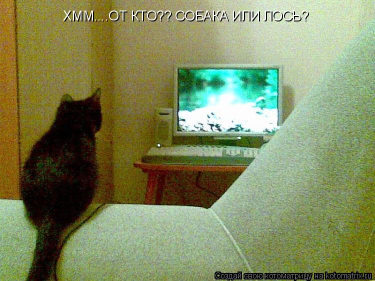 Котоматрица: ХММ....ОТ КТО?? СОБАКА ИЛИ ЛОСЬ?