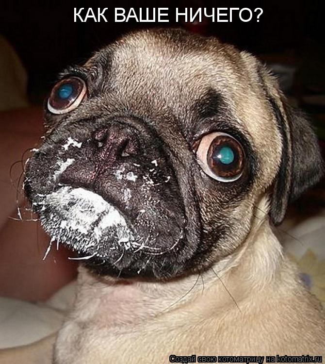 Котоматрица: КАК ВАШЕ НИЧЕГО?