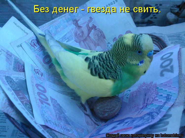Котоматрица: Без денег - гвезда не свить.