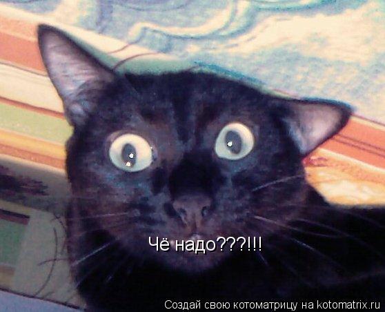 Котоматрица: Чё надо???!!!