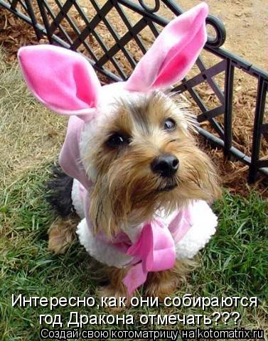 Котоматрица: Интересно,как они собираются год Дракона отмечать???