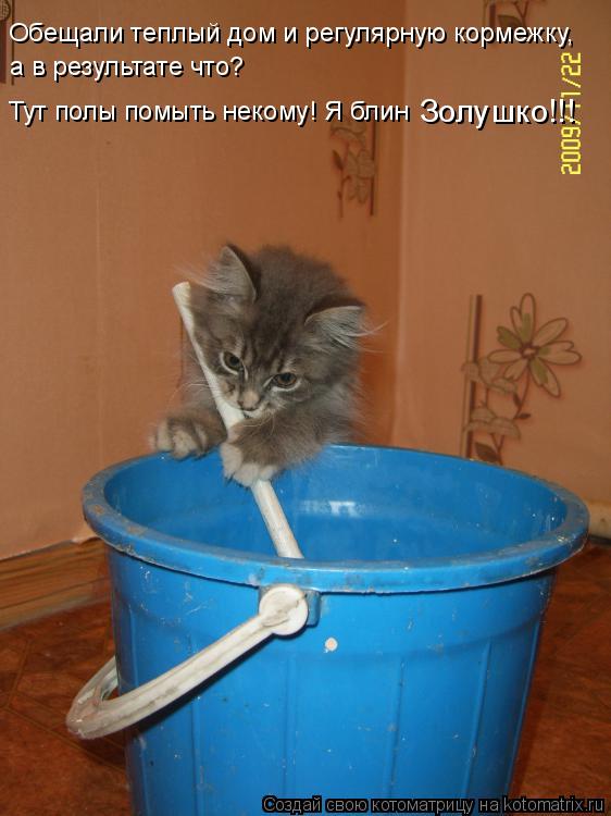 Котоматрица: Обещали теплый дом и регулярную кормежку, а в результате что? Тут полы помыть некому! Я блин Золушко!!!