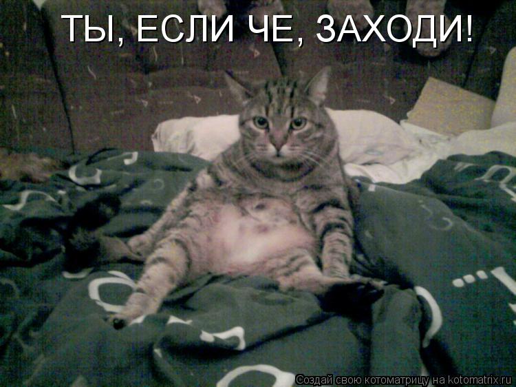 Котоматрица: ТЫ, ЕСЛИ ЧЕ, ЗАХОДИ!