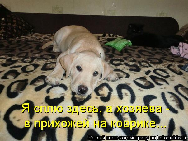 Котоматрица: Я сплю здесь, а хозяева - в прихожей на коврике...