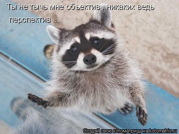 Котоматрица: Ты не тычь мне объектив , никаких ведь  перспектив ...