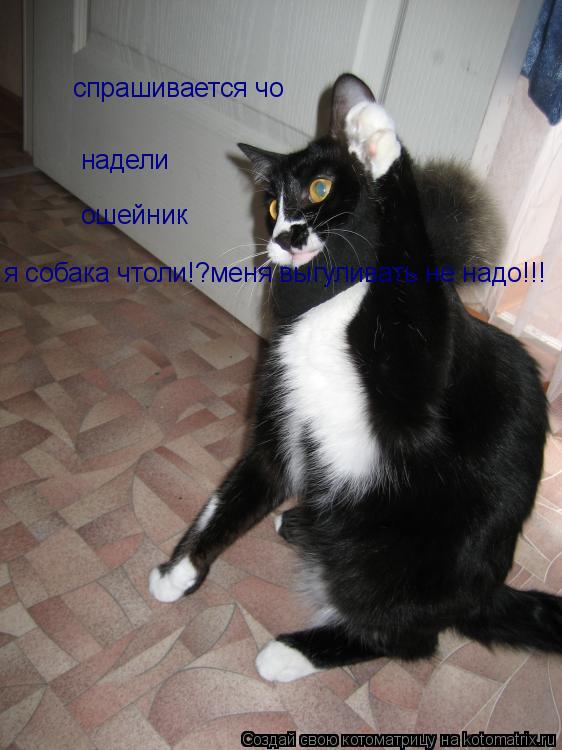 Котоматрица: спрашивается чо надели ошейник я собака чтоли!?меня выгуливать не надо!!!