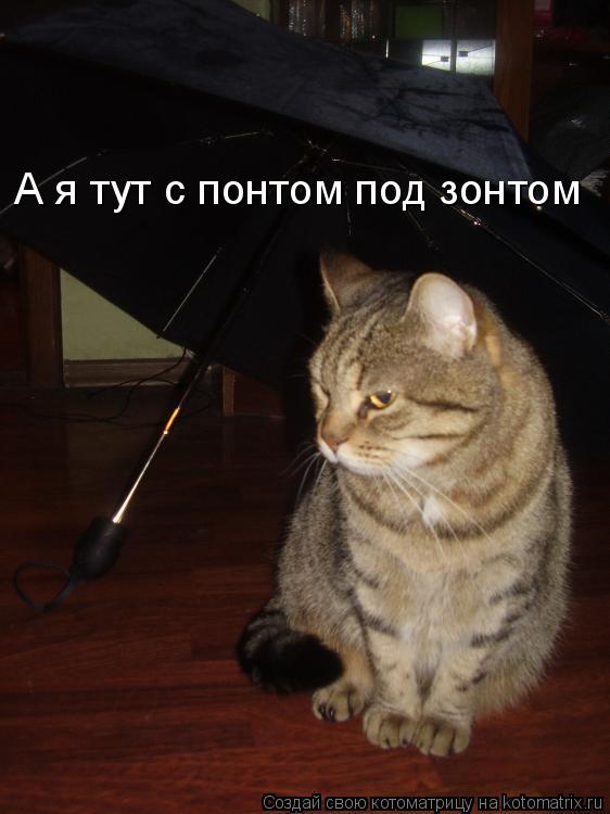 Котоматрица: А я тут с понтом под зонтом